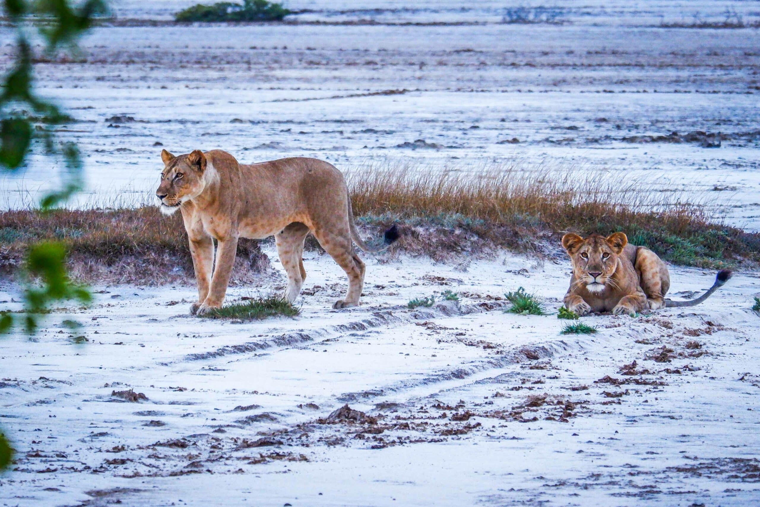 Lions-walking-on-the-Beach-at-Saadani-National-Park-Easy-Travel-Tanzania