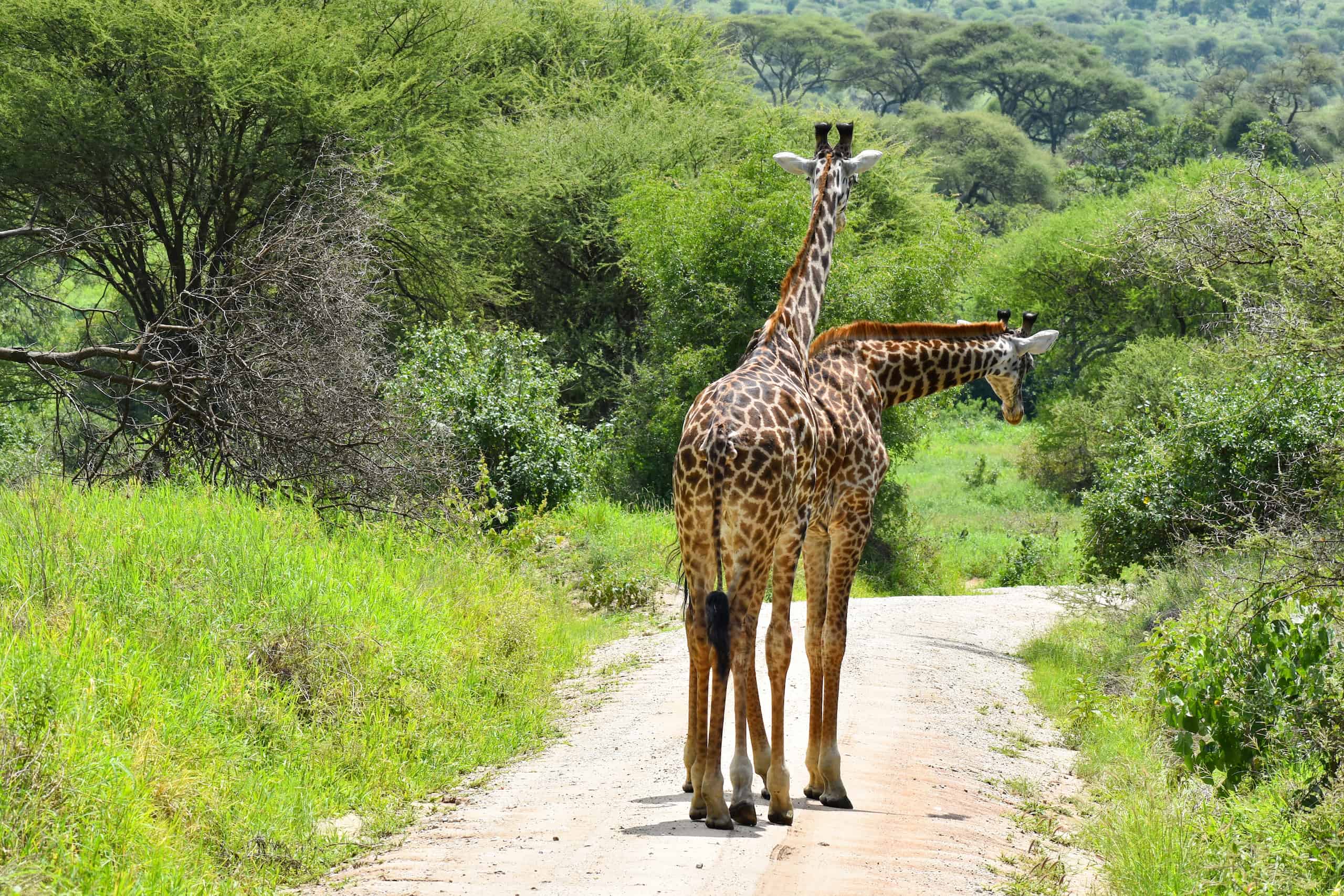 animals of wild africa. giraffe at the national park in tanzania