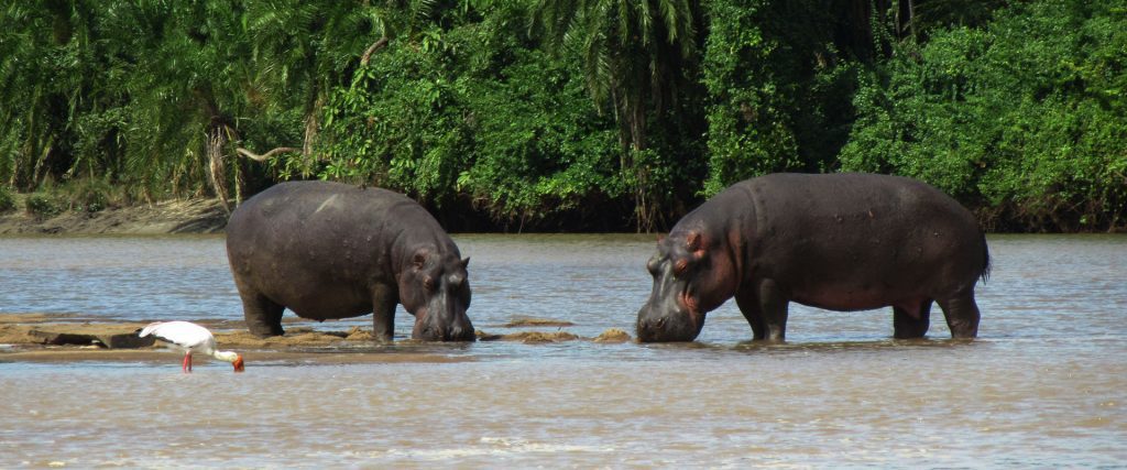 Saadani National Park