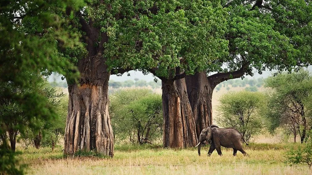 Tarangire-Nationalpark-2