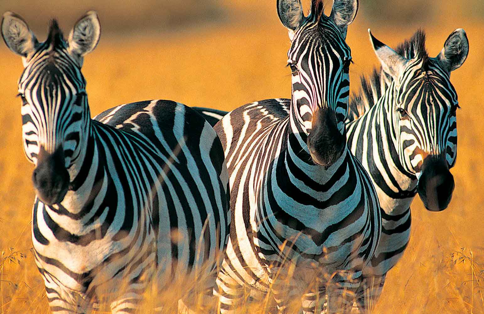 3Days-Mikumi-National-Park-Safari