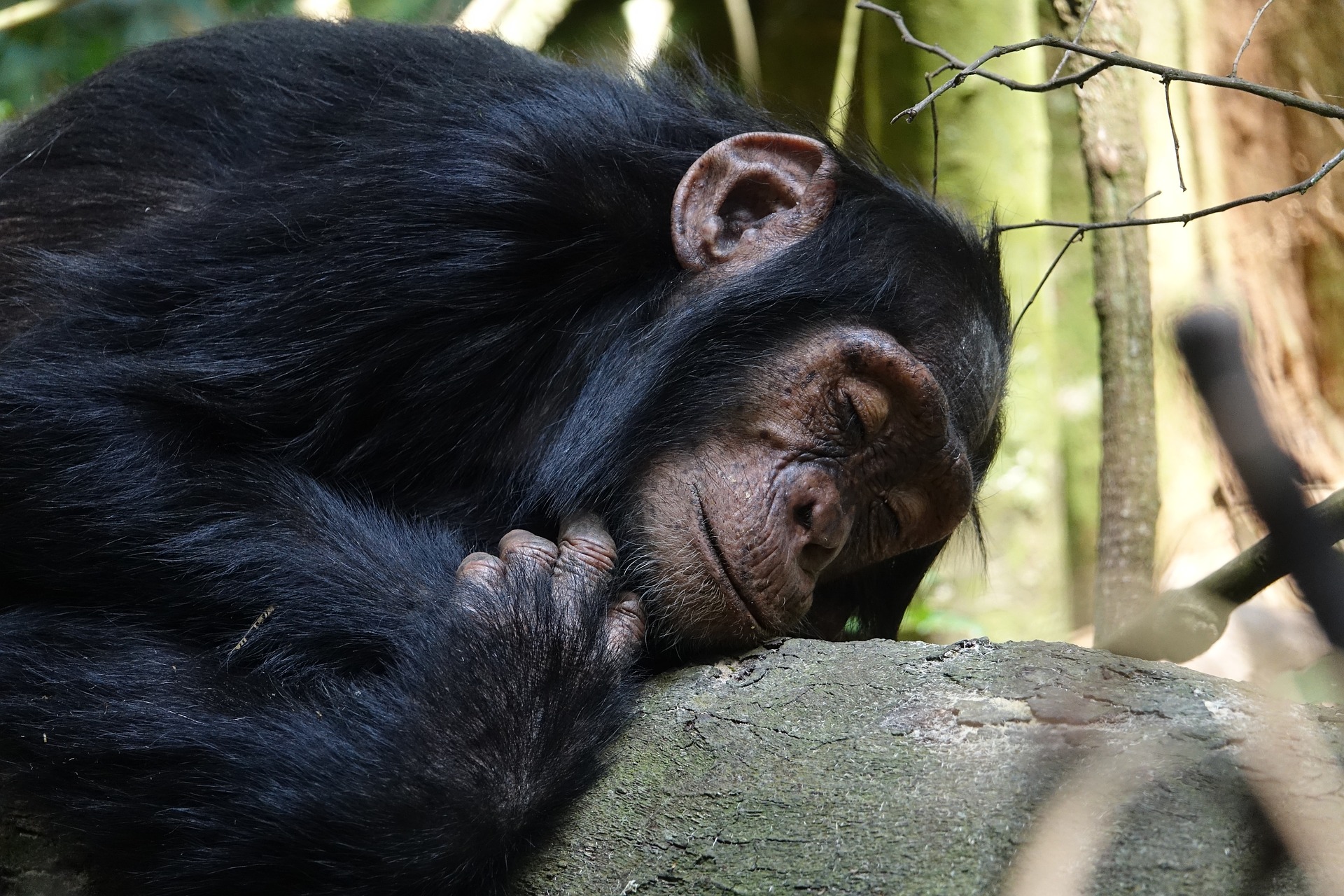 7-Day-Chimpanzee-Trekking-in-Gombe-Mahale