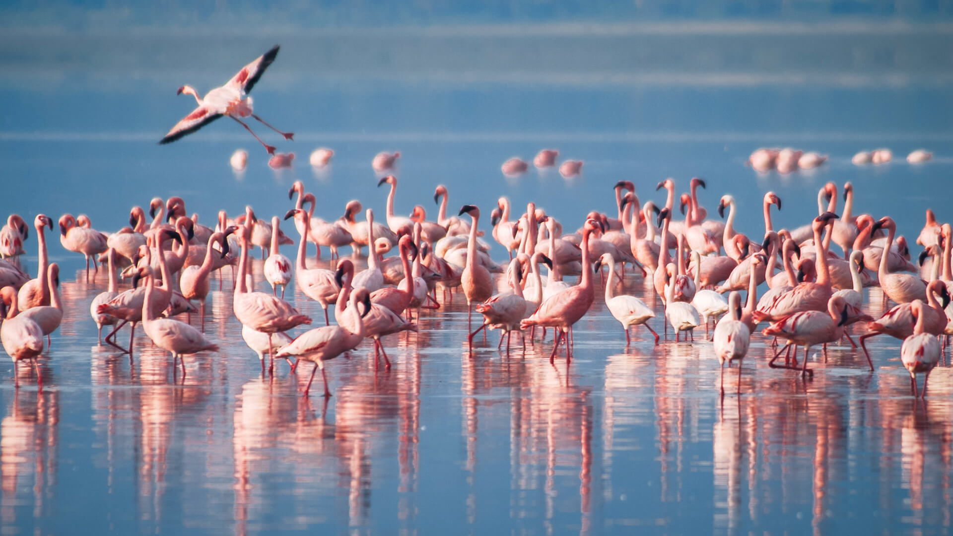 A-flock-of-flamingos-Lake-Manyara-Arusha-Tanzania