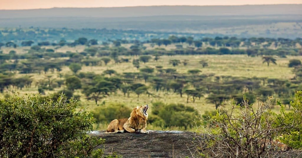 CENTRAL SERENGETI – BIG CATS & ENDLESS PLAINS