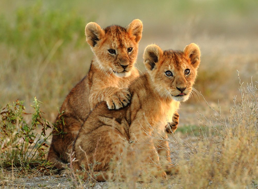8-Day Serengeti Wildebeest Migration Luxury Safari