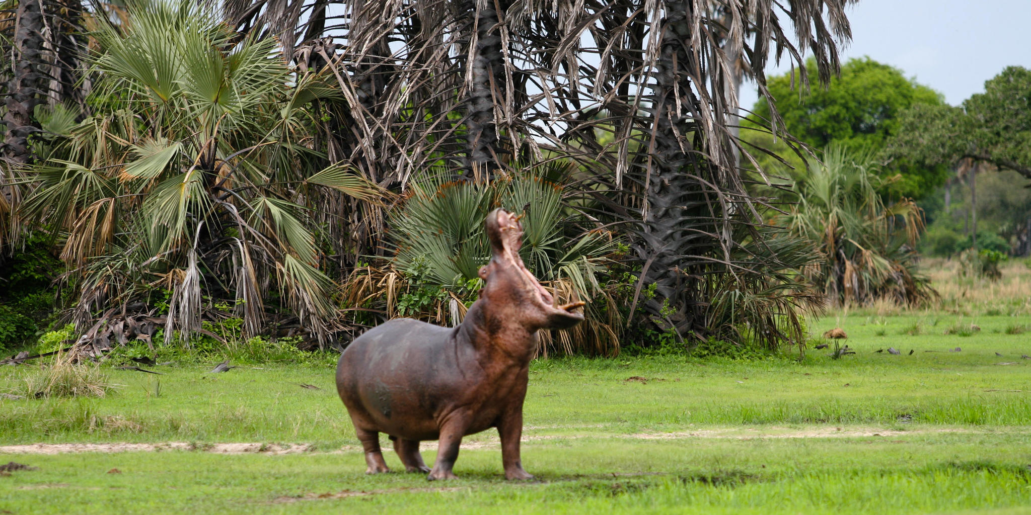 Katavi National Park1