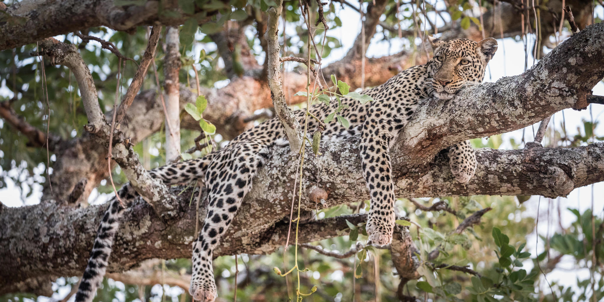 Katavi National Park_Leopard
