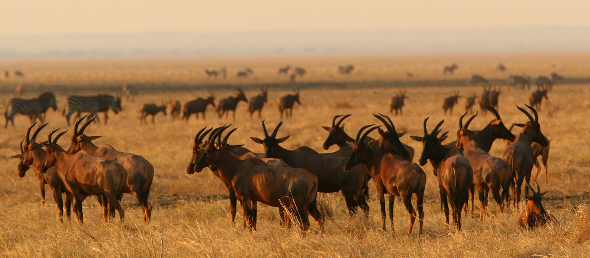 Katavi National Park_Toppi