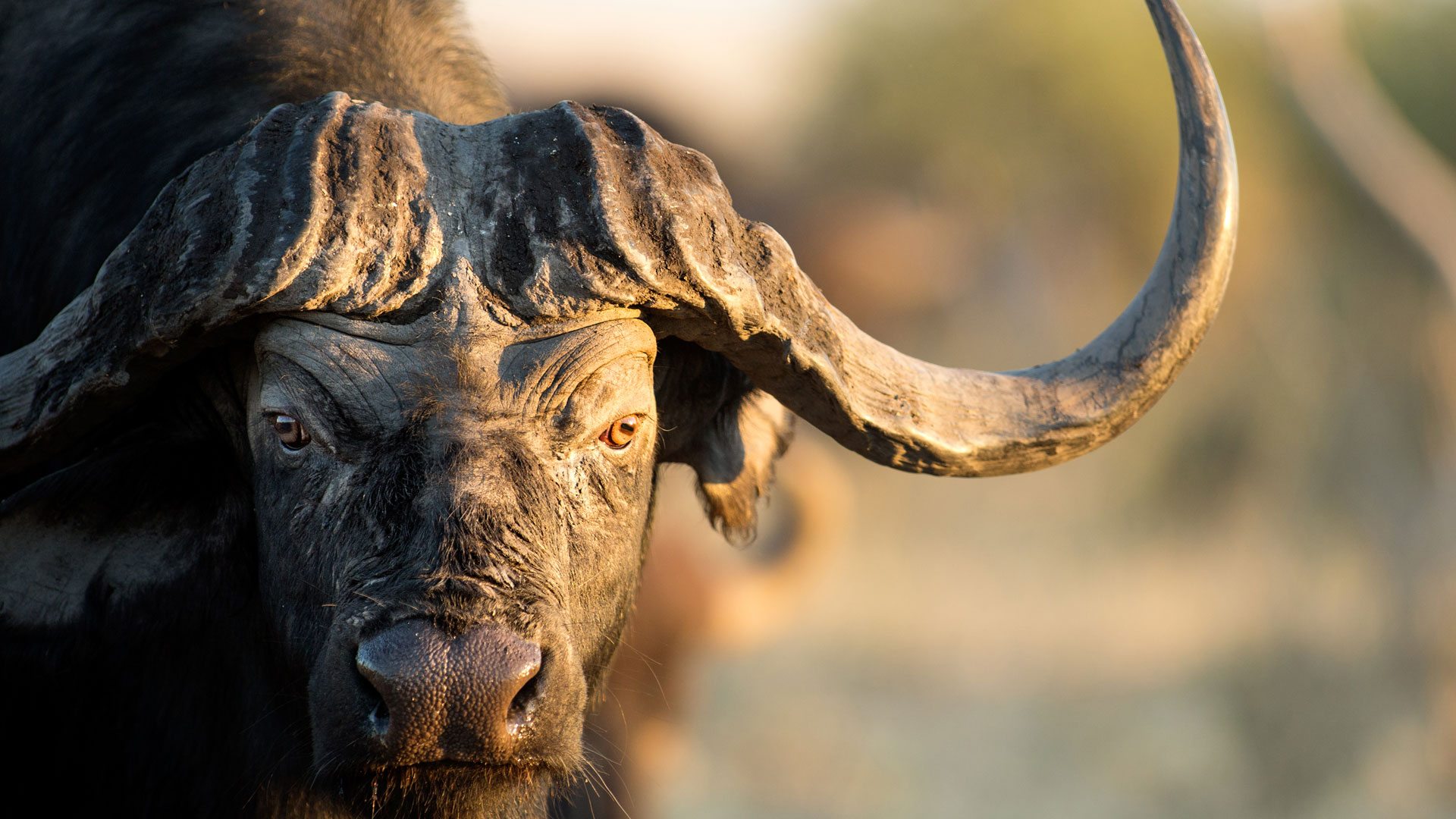 Katavi National Park_buffalo