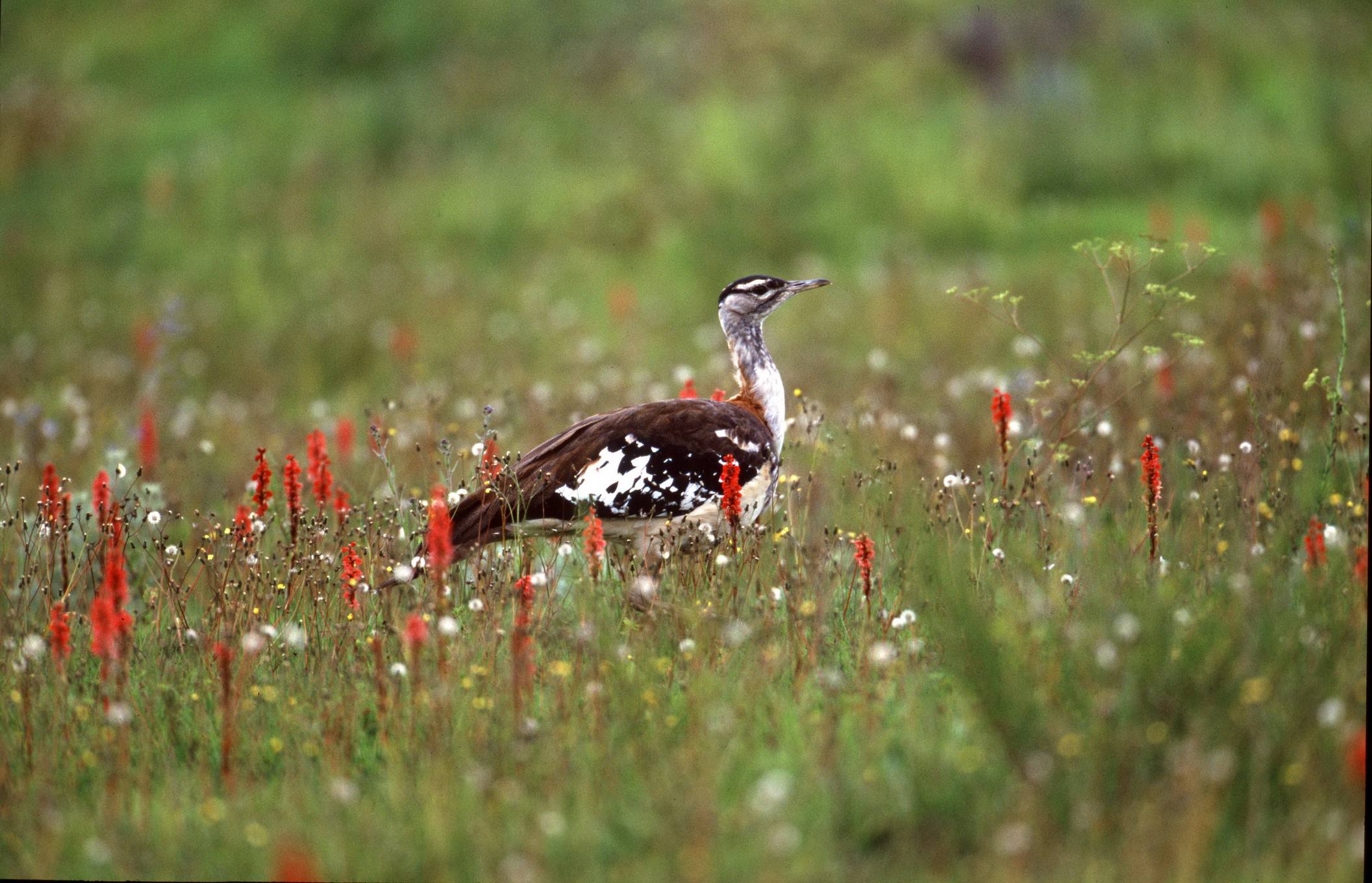 Kitulo_National_Park_Denhams_Bustard_01