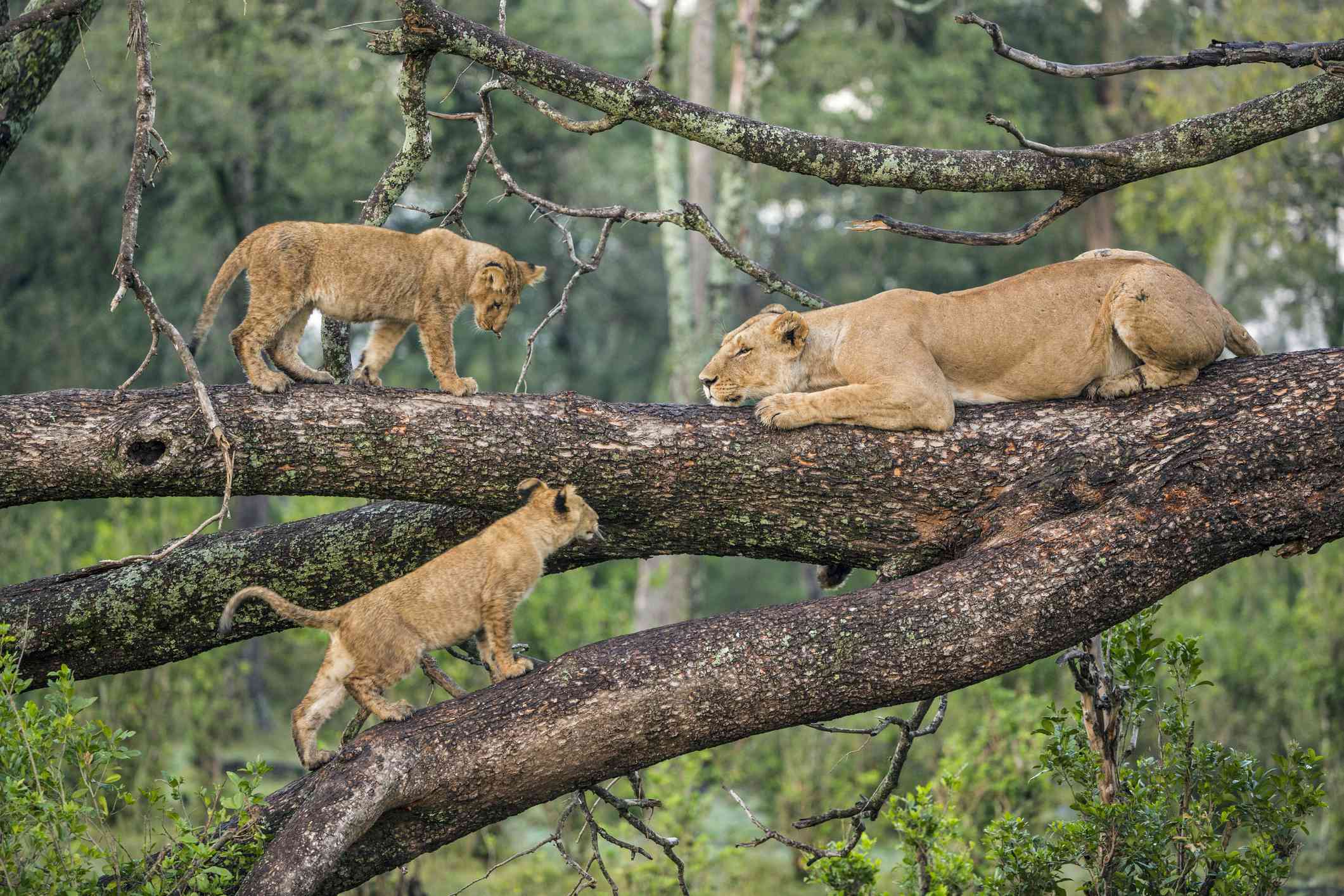 LAKE-MANYARA-NATIONAL-PARK