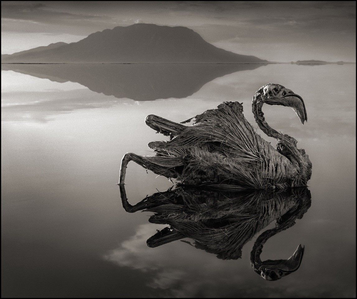 LAKE NATRON_FUN FACT