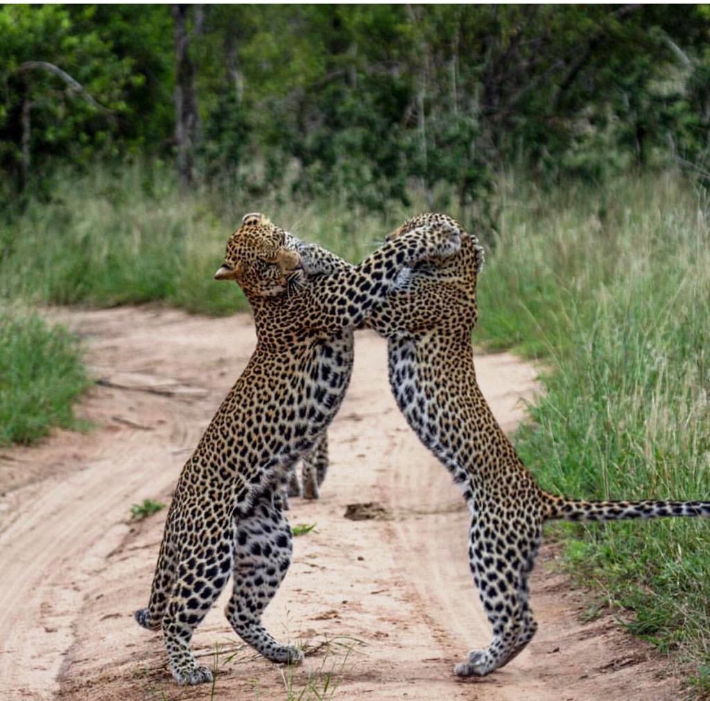 Leopards-in-Mikumi-National-Park