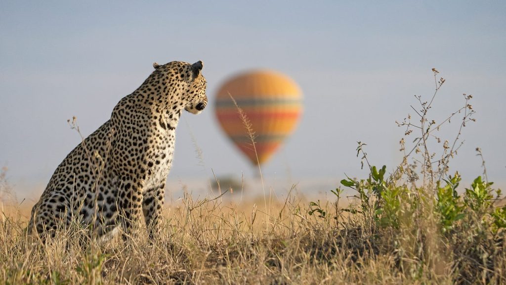 Leopards-in-serengeti-national-park-look for hunt