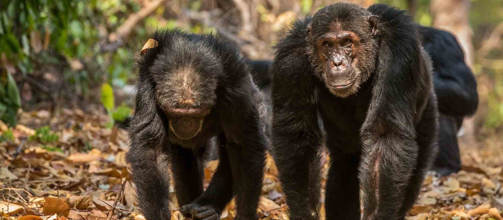 Mahale Mountains National Park_Chimp