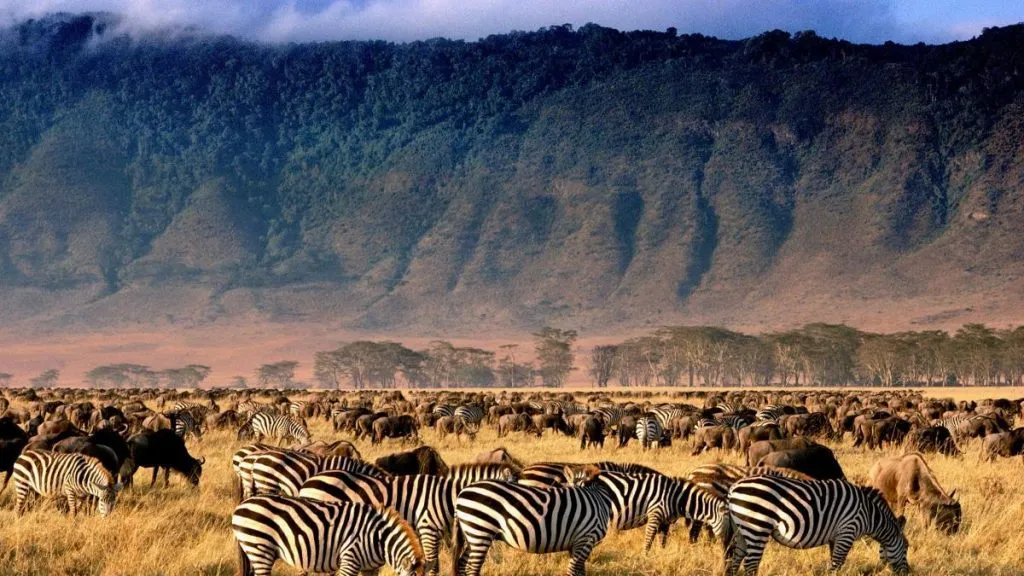 Ngorongoro-Kistenwunder