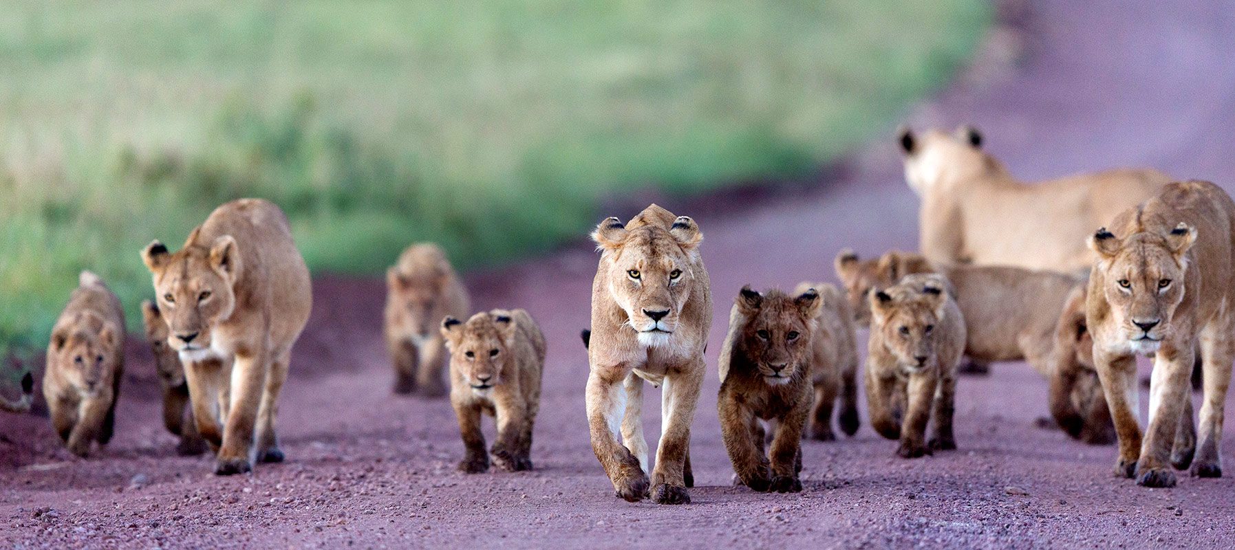 Ngorongoro-crater_wildlife