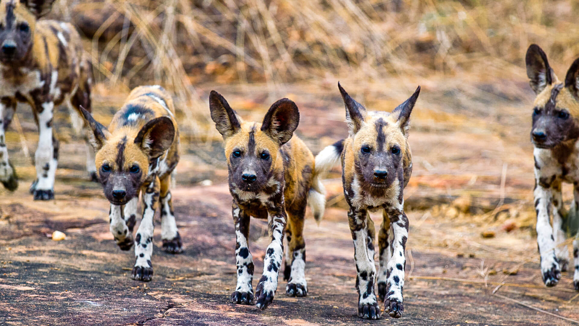 Nyerere-National-Park-is-known-for-its-wild-dog-populations