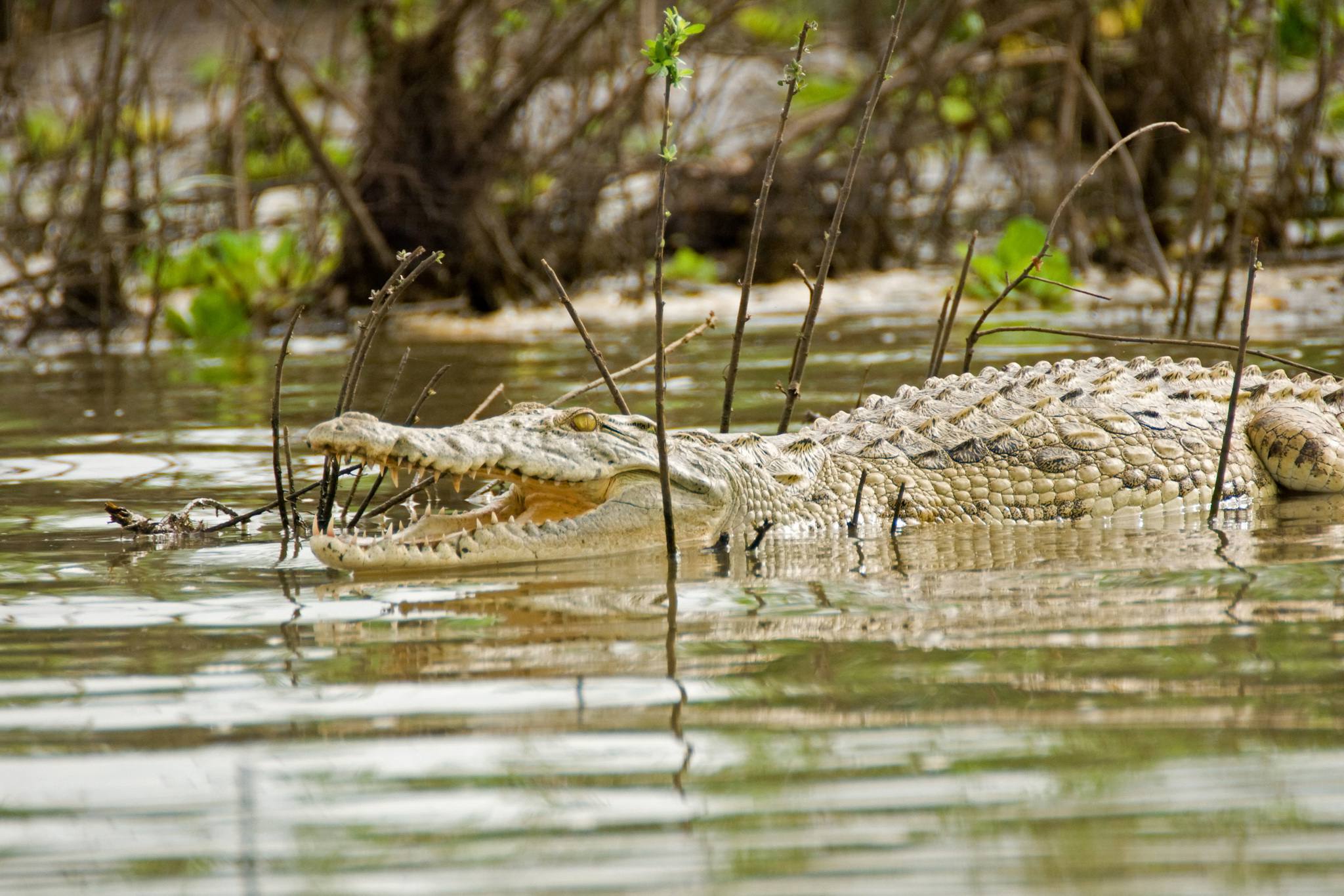 Nyerere_National_Park_Crocodiles_101