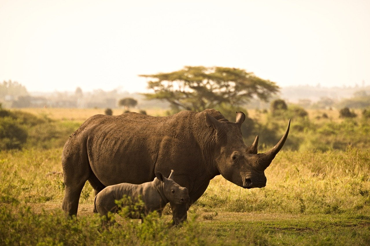Rhinos-Ngongoro Crater