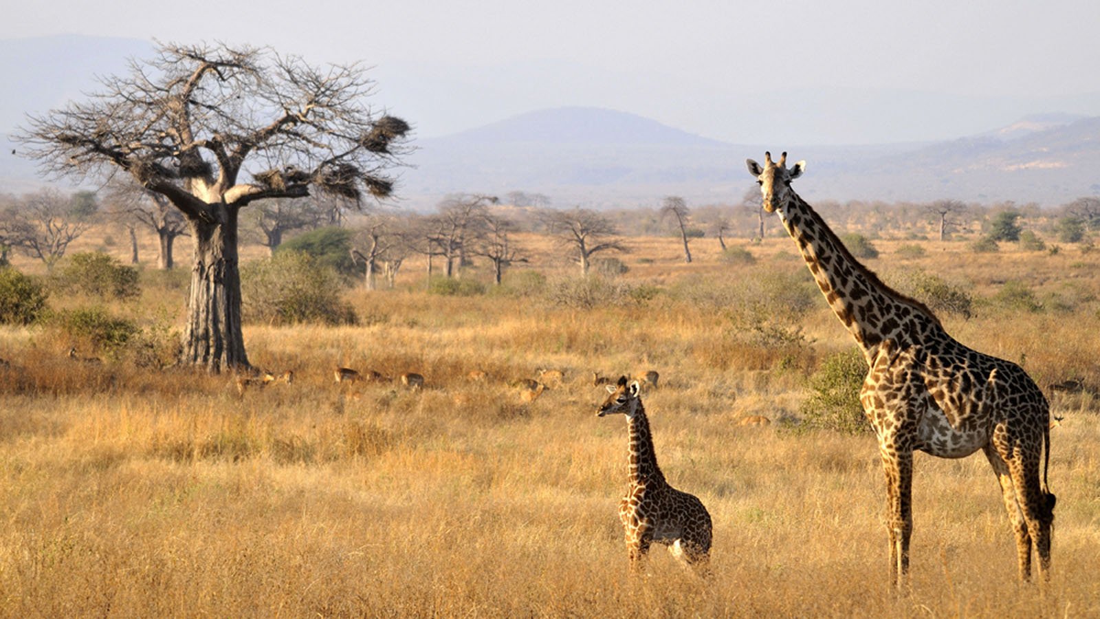 Ruaha National Park_Giraffe