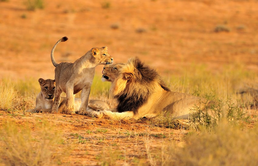 Ruaha National Park_Lion