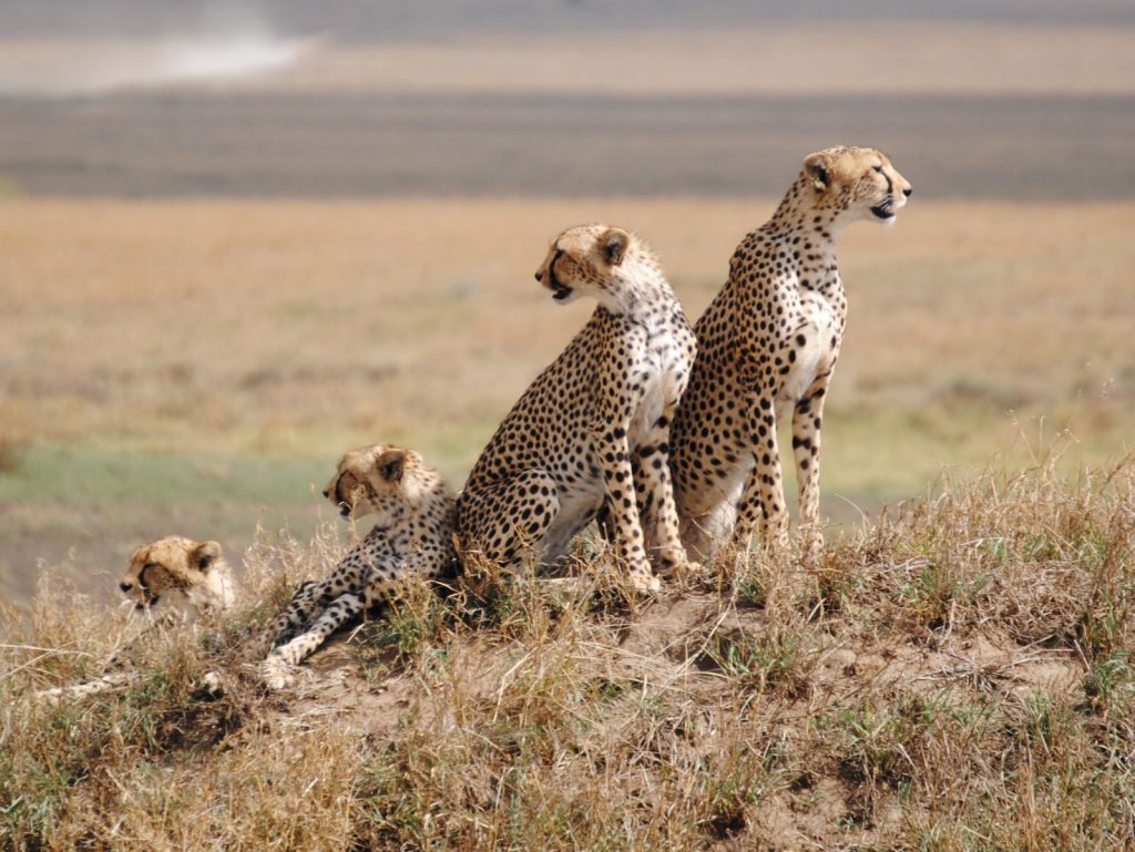 Serengeti-National-Park-cheetahs