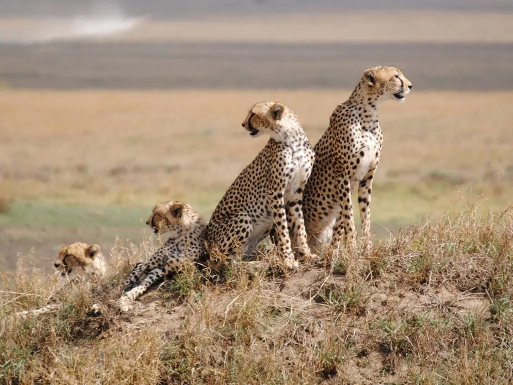 5-tägige Tansania-Safari zur Serengeti und zum Ngorongoro-Krater
