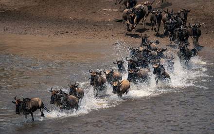 5-Day Great Migration Safari from Arusha