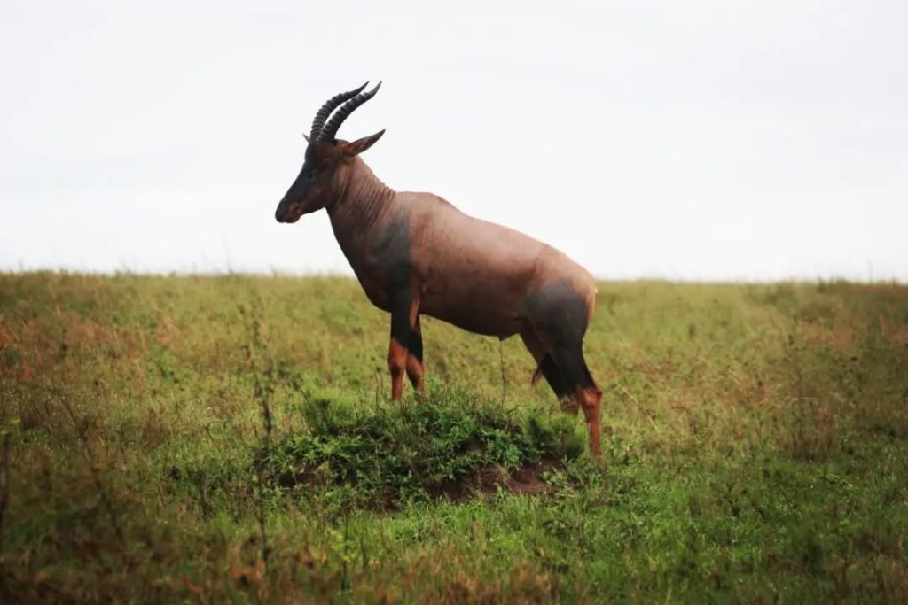 topie in serengeti