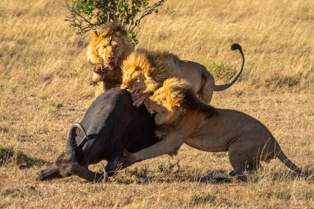 Three's+a Big Lion Hunt