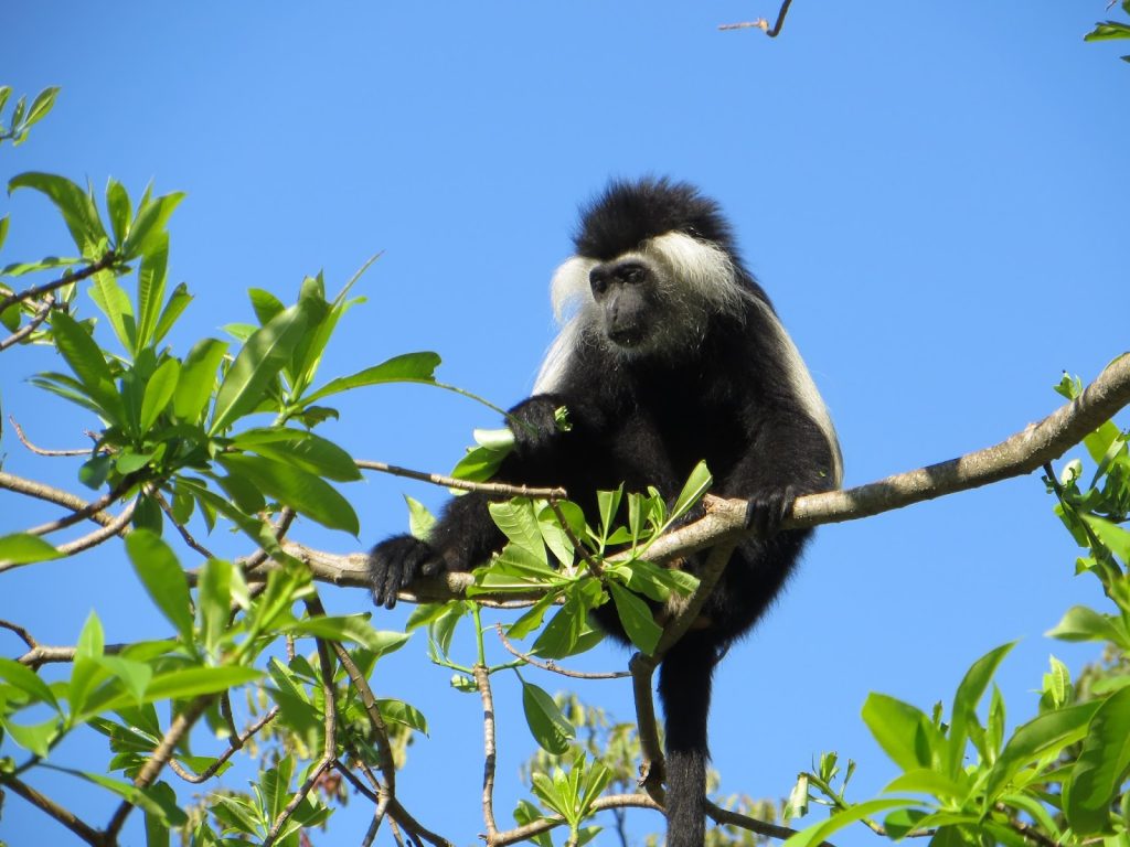 Udzungwa Mountains National Park_Monkey