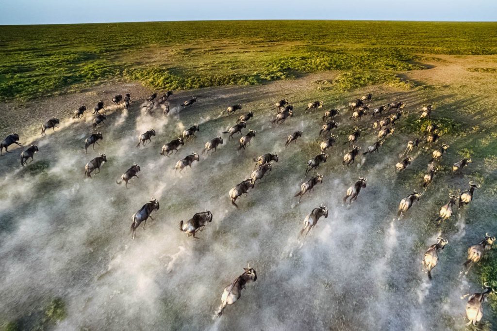 When_To_See_Wildebeest_Migration_Return_to_the_Serengeti