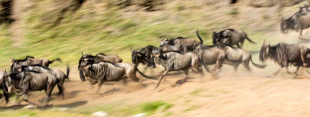 Tanzania safari