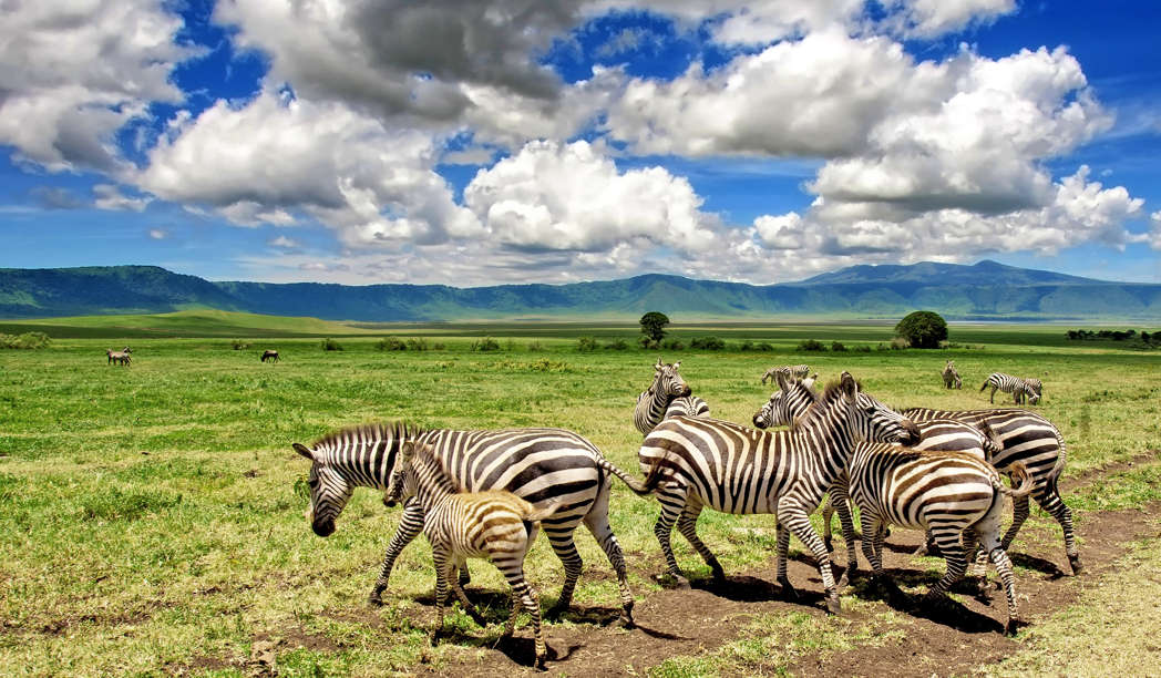 Zebra in Ngorongoro Crater