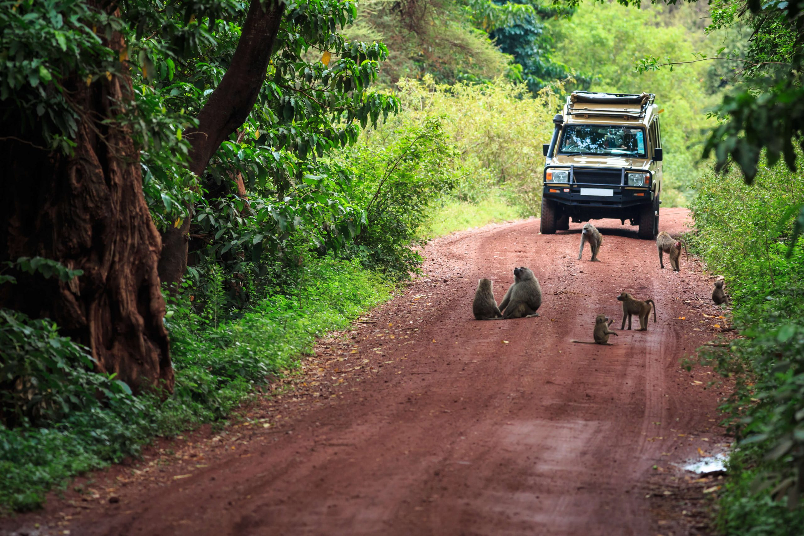 adumu-safaris-game-drive-activities-lake-manyara-tanzania-baboon-yoga-scaled