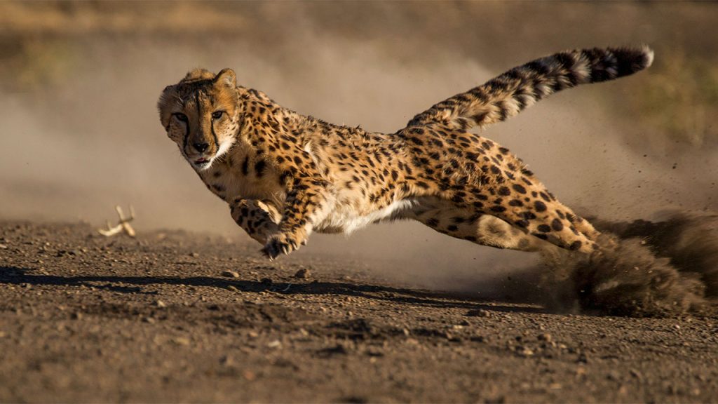 cheetah_Hunting