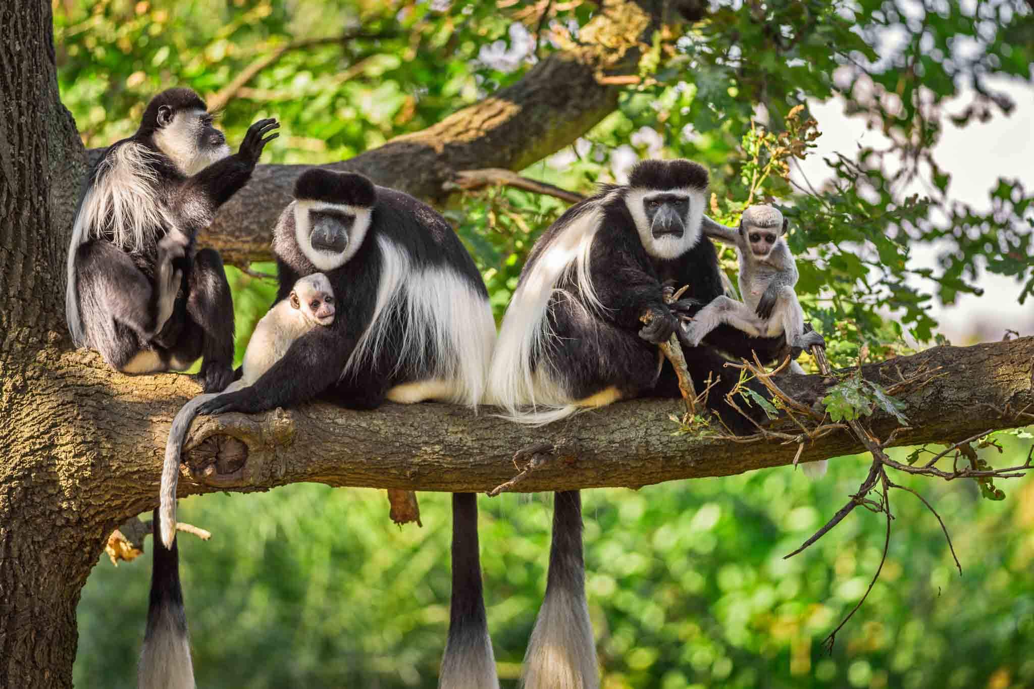 colobus-Monkey_Arusha_National Park