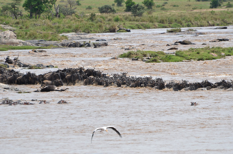 9-Day Tanzania Epic Great Serengeti Migration Safari
