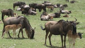 Wildebeest Calving in Southern Serengeti