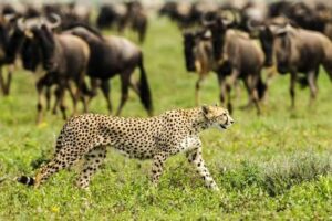 Wildebeest Calving in Southern Serengeti