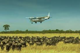 3-Day Serengeti & Ngorongoro Fly-In Safari from Zanzibar