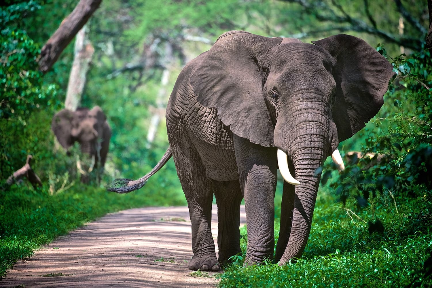lake-manyara-national-park, elephant