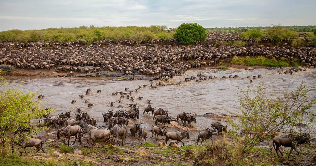 mara_river_crossing_serengeti_national_park_Tanzania_Safari