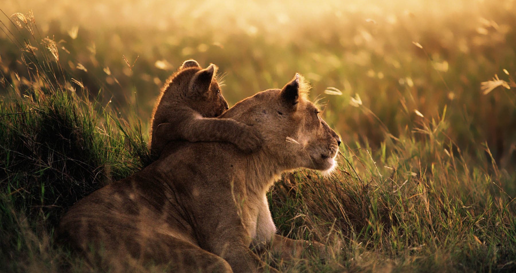 mikumi-national-park-destinations-tanzania