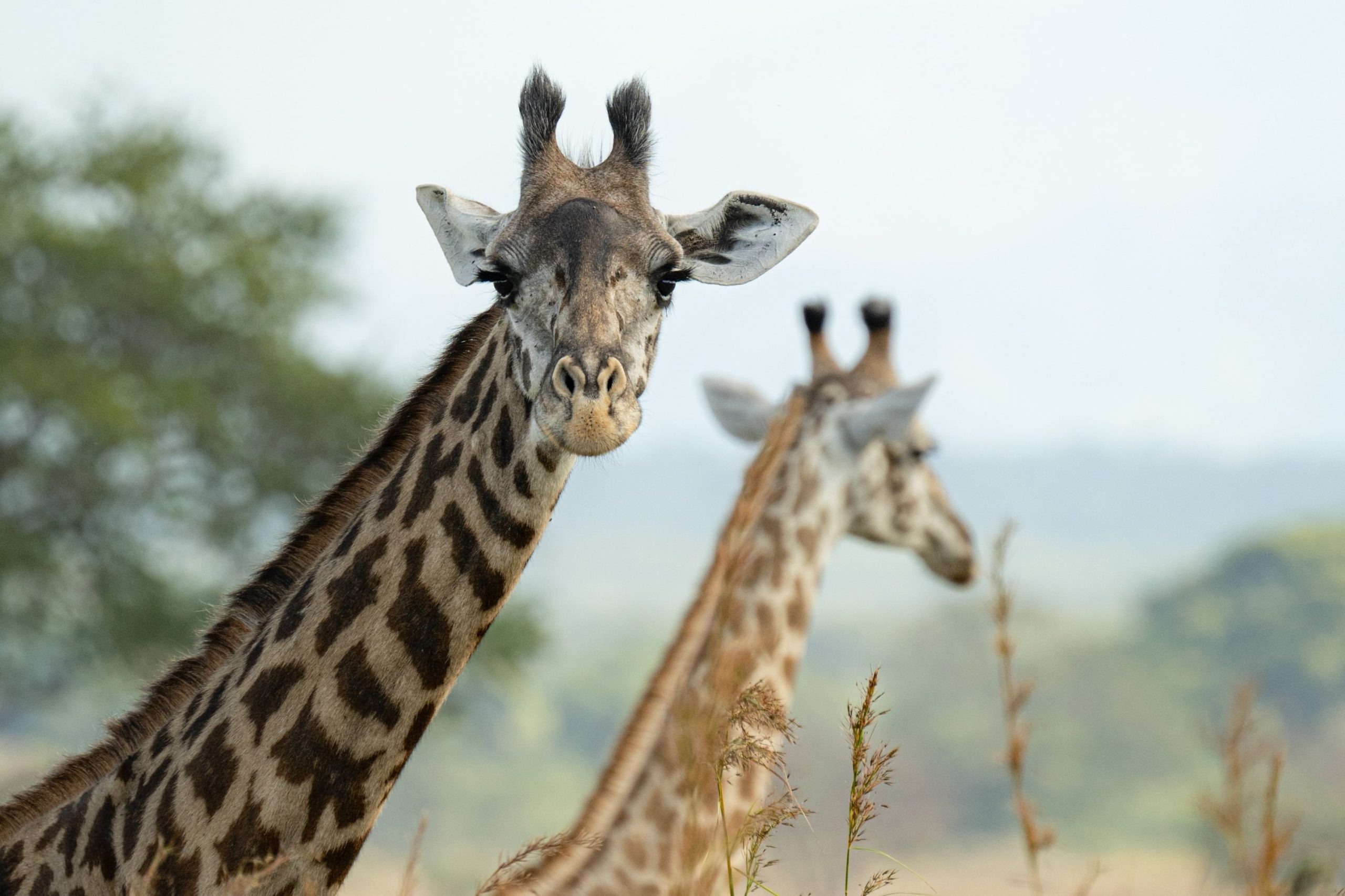 mikumi-national-park-giraffe