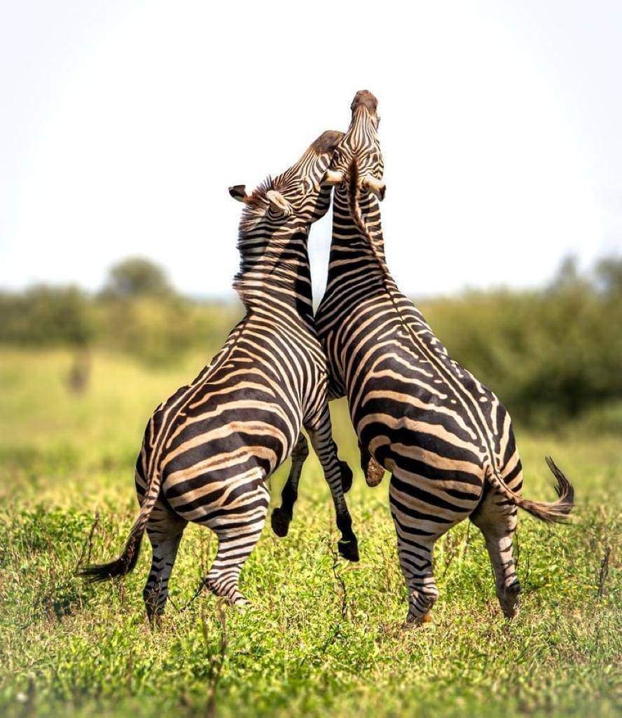 mikumi national park-sarafu travel