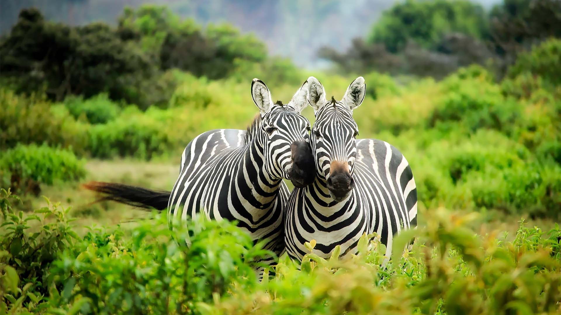 mikumi-national-park-zebra