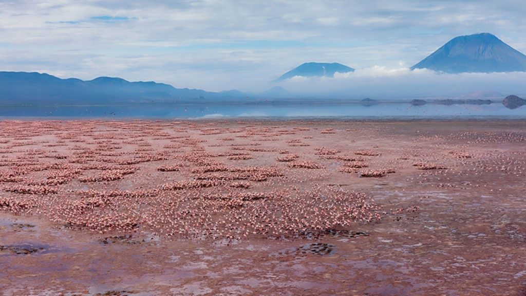 Lake Natron Full Of Flamingos