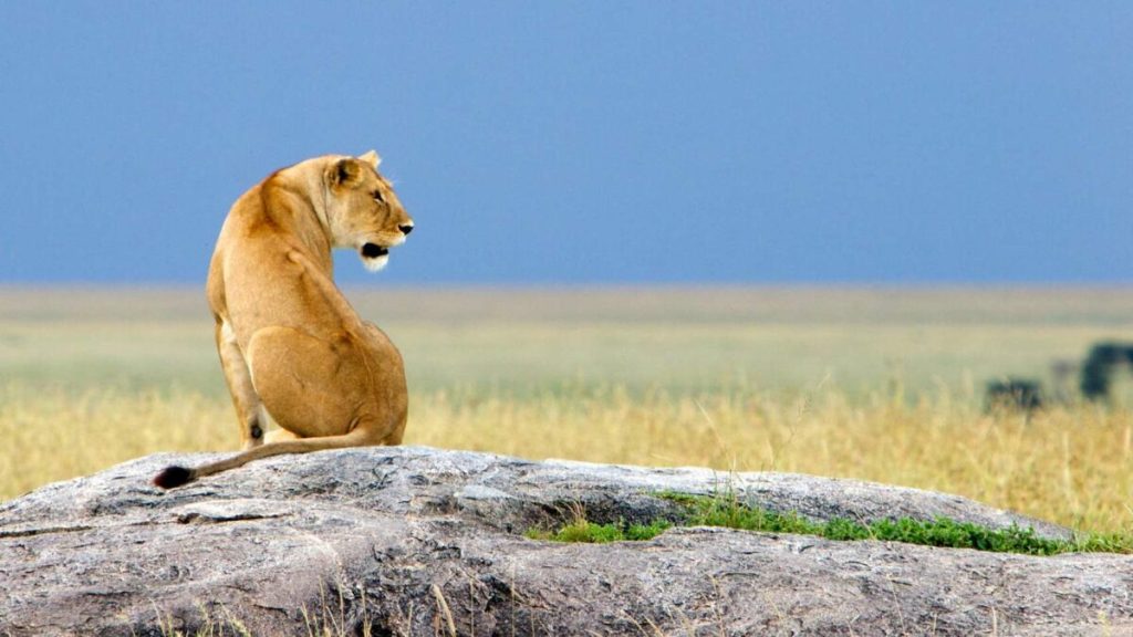 ngorongoro-crater-floor-lion_on_Rock